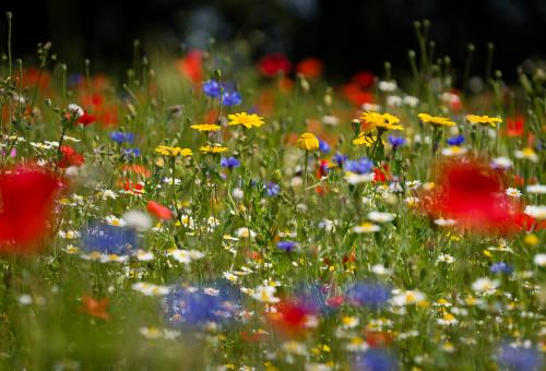 A wildflower meadow with yellow, purple, white and red flowers in bloom